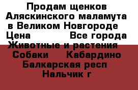 Продам щенков Аляскинского маламута в Великом Новгороде › Цена ­ 5 000 - Все города Животные и растения » Собаки   . Кабардино-Балкарская респ.,Нальчик г.